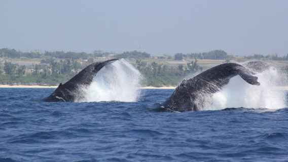 沖縄沖クジラウォッチング：那覇または北谷発ザトウクジラ観賞、那覇市内指定場所送迎