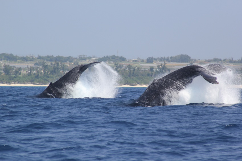 沖縄沖クジラウォッチング：那覇または北谷発ザトウクジラ観賞、那覇市内指定場所送迎
