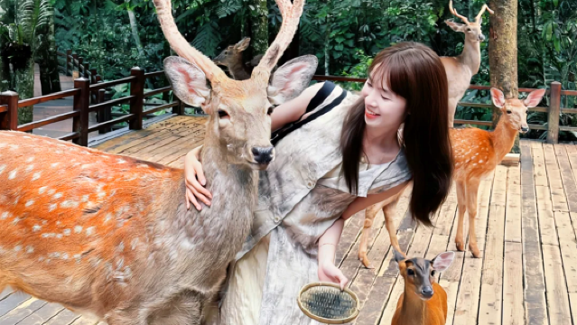 普洱太陽河森林公園+大開河梅子咖啡莊園+那柯里一日遊