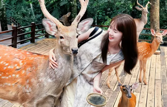 普洱太陽河森林公園+大開河梅子咖啡莊園+那柯里一日遊