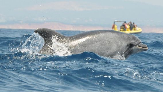 Insonia - Caves & Dolphin Watching