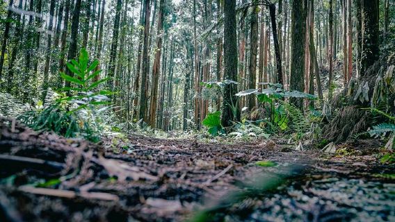 Kyoto Arashiyama Bamboo forest & Garden Half-Day Walking Tour