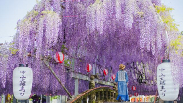 ""La gran glicinia de Nakayama", "La gran glicinia de Kuroki", "La glicinia del general del Santuario Ōnakatomi" - Recorrido por las 3 glicinias de Fukuoka" [Salida desde Hakata]