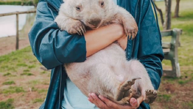 1-day tour to Canberra capital + mint + zoo | optional koala holding | Sydney round-trip