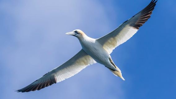 Great Blasket Island Wildlife Tour with Island Landing