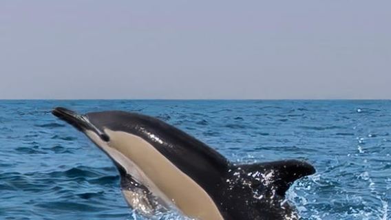 Peniche: Dolphin Route Boat Trip