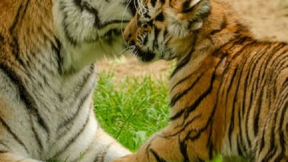 Ranthambore National Park: Tigersafari med afhentningsmulighed
