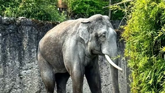 Zurich: Penerangan 2 jam di Zoo Zurich