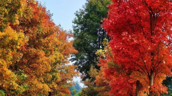 翁源一日遊，百畝蕎麥花盛開，暢遊嶺南紅葉世界，賞醉美紅楓