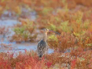  Private Seasonal Day Tour to Beidaihe from Tianjin with Birding Experience