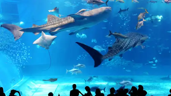 沖繩北萬座毛美麗海水族館美國村一日遊【1人成團含門票含午餐】