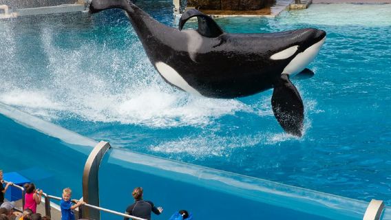 ลอสแองเจลิส สหรัฐอเมริกา ทัวร์ ไป-กลับ เมืองเก่าซานดิเอโก + Sea World ทัวร์วันเดียว/ทัวร์หลายวัน