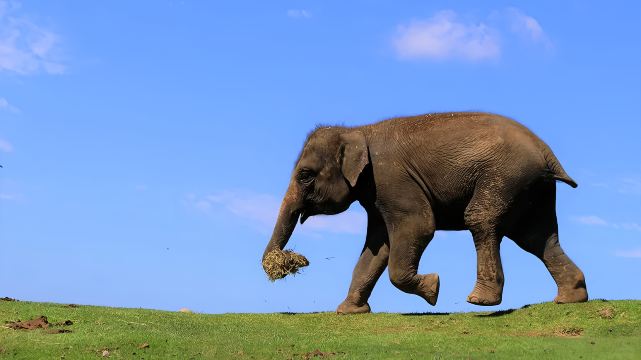 Kyushu Nature Zoo Day Tour