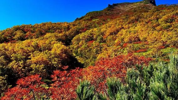 日本北海道大雪山國立公園+銀泉台【秋季賞楓徒步/中文專車】
