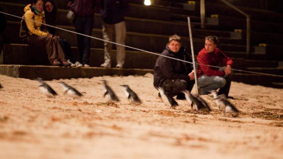 Melbourne: Phillip Island Tour & Penguin Parade