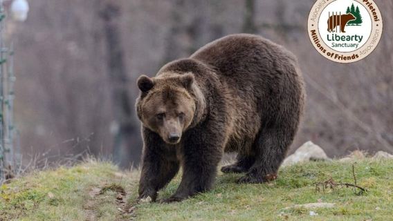 Brasov: Tour with Transfer Libearty Bear Sanctuary