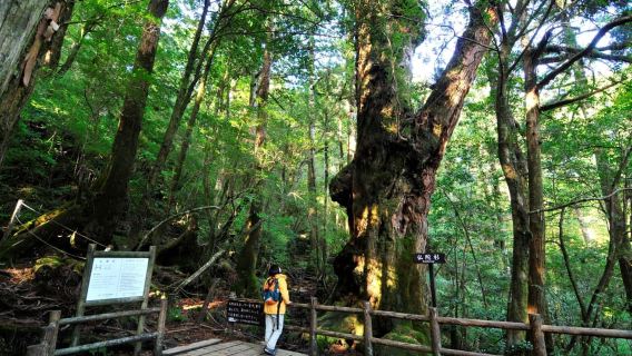 Biglietto per il jetfoil ad alta velocità da Kagoshima a Yakushima!
