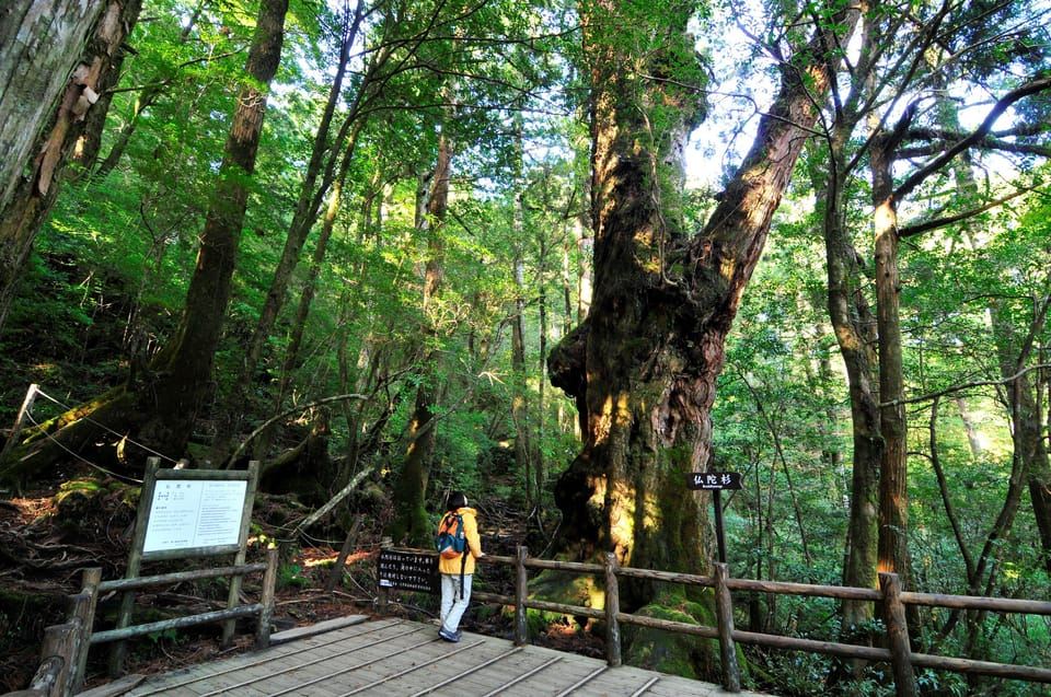 Ticket für den Hochgeschwindigkeits-Jetfoil von Kagoshima nach Yakushima!