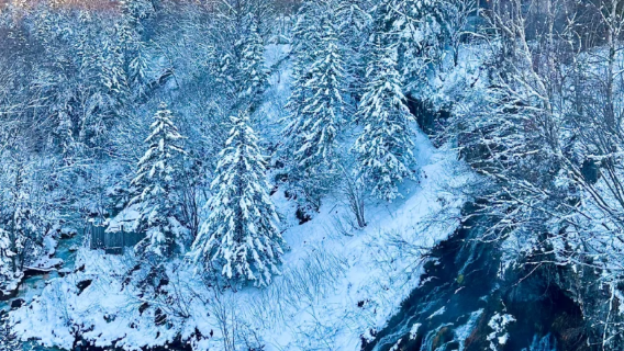 日本札幌旭川市旭山動物園＋美瑛の木＋白ひげの滝＋ニングルテラス ワンデーツアー