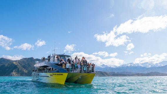Whale Watch Kaikoura cruise from Christchurch, New Zealand
