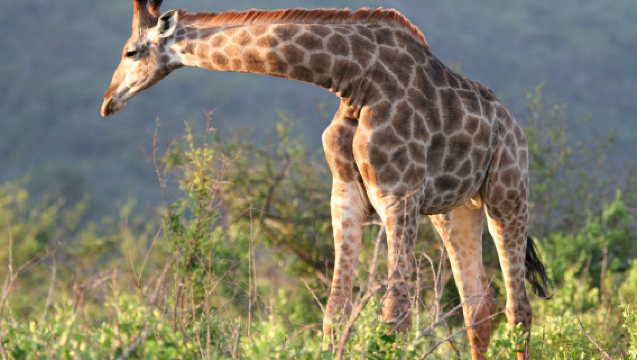 однодневный тур в парк Хлухлуве-Имфолози, Дурбан, провинция Квазулу-Натал, Южная Африка bd