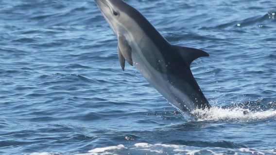 Сагреш: Экскурсия с гидом по наблюдению за дельфинами.