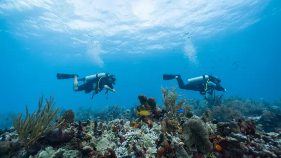 Experiencia de Buceo en Manavgat y Side con Recogida y Devolución en el Hotel, Almuerzo y 2 Inmersiones