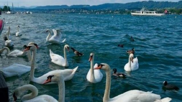 瑞士+蘇黎世聖母大教堂+林登霍夫山一日遊/行程可調-可定制