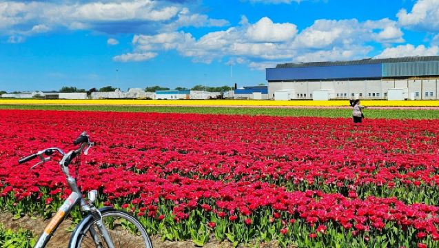 Keukenhof: Tour de tulipanes + Tour por la ciudad de Delft desde Ámsterdam