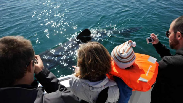 Iceland Reykjavik Whale Watching [Daily Departures Accept Urgent Bookings + Prime Location + Free Return If No Sighting]