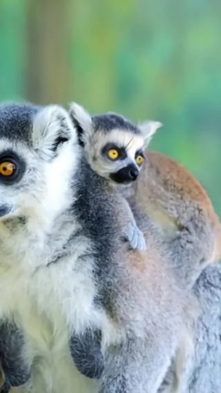 Qinling Adventure: Xi'an Qinling Wildlife Park & Shaanxi Archaeology Museum