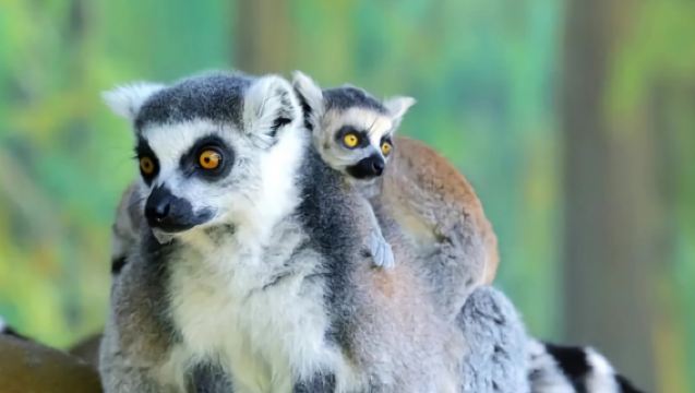 Qinling-Abenteuer: Xi'an Qinling Wildlife Park & Shaanxi Archäologie-Museum