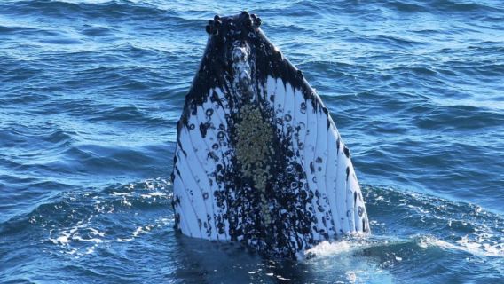 Whale watching in Dunsborough, Margaret River, Western Australia