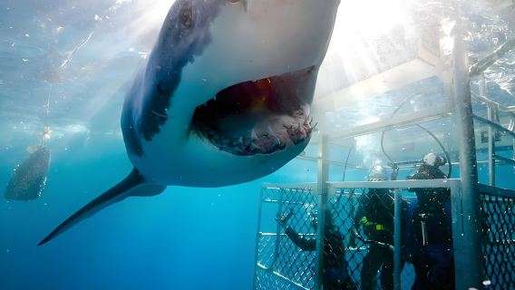 Plongée et snorkeling de 3 heures dans la baie de False au Cap, Afrique du Sud ["Danse avec les requins" | Voyage en groupe en anglais + équipement de plongée | Sans transfert]