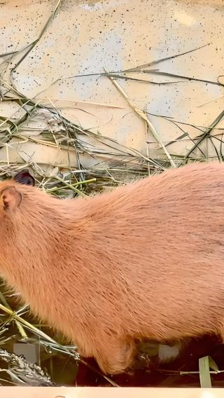웨이하이 시샤커우 신디아오산 야생동물원 프라이빗 가이드 일일 투어: 동물 생태 + 자연 경관