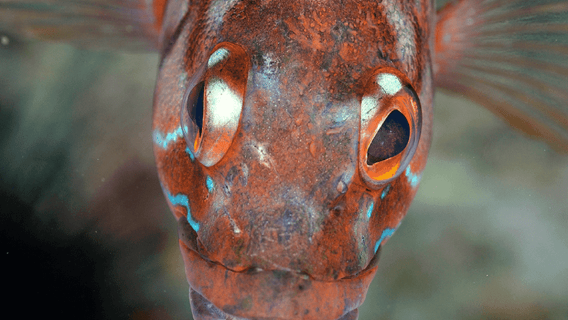 Funchal: Snorkeling Adventure in Eco-Park / Shore or by Boat