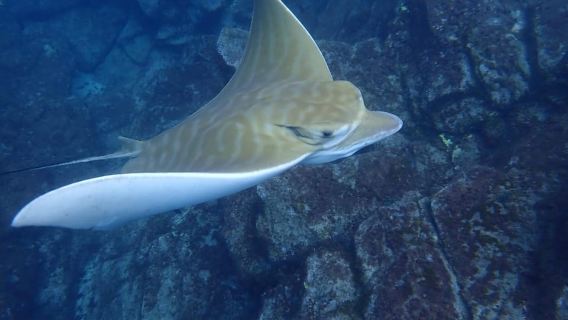 テネリフェ：カヤック＆シュノーケリングサファリ（野生生物観察と軽食付き）