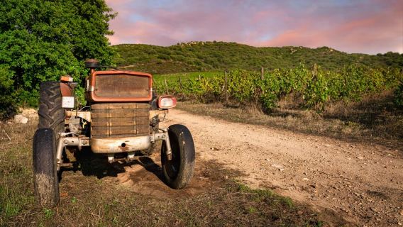 Walk through our vineyard and aperitif