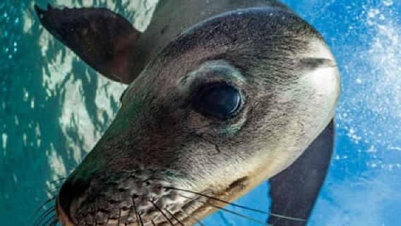 Espiritu Santo Island: Snorkeling Sea Lion Adventure