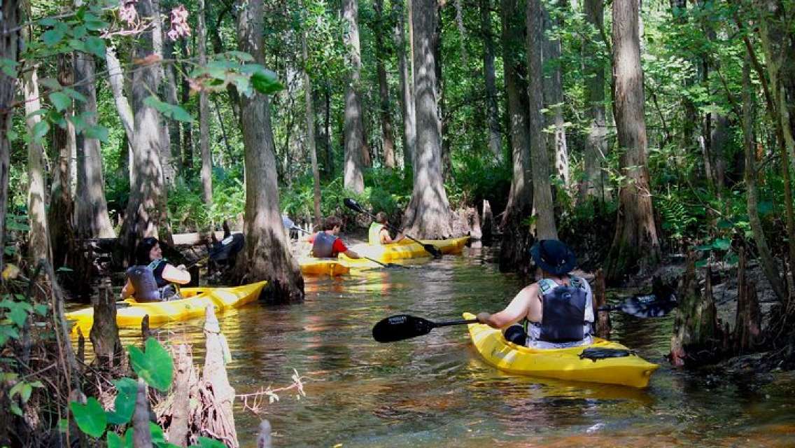 2-Hour Guided Cypress Forest Nature Kayak Tour