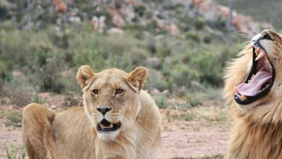 เคปทาวน์: ทัวร์ซาฟารีชมพระอาทิตย์ตกดินที่ Aquila พร้อมชิมไวน์