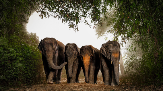 tour di un giorno al campo degli elefanti di Bangkok [interazione genitore-figlio con transfer/servizio in cinese/esperienza di creazione di inalatori nasali]