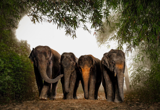 Bangkok Elephant Camp one-day tour[Making Nose Pass/Jungle Walk/Elephant Protection/Parent-Child Half-Day Tour/Small Group private charter/Hotel...