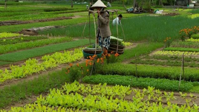 Hoi An: Tra Que Vegetable Village - Cooking Class Half Day Tour