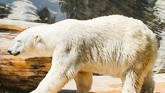 Zoo Prague: Tiket Masuk + Panduan Audio