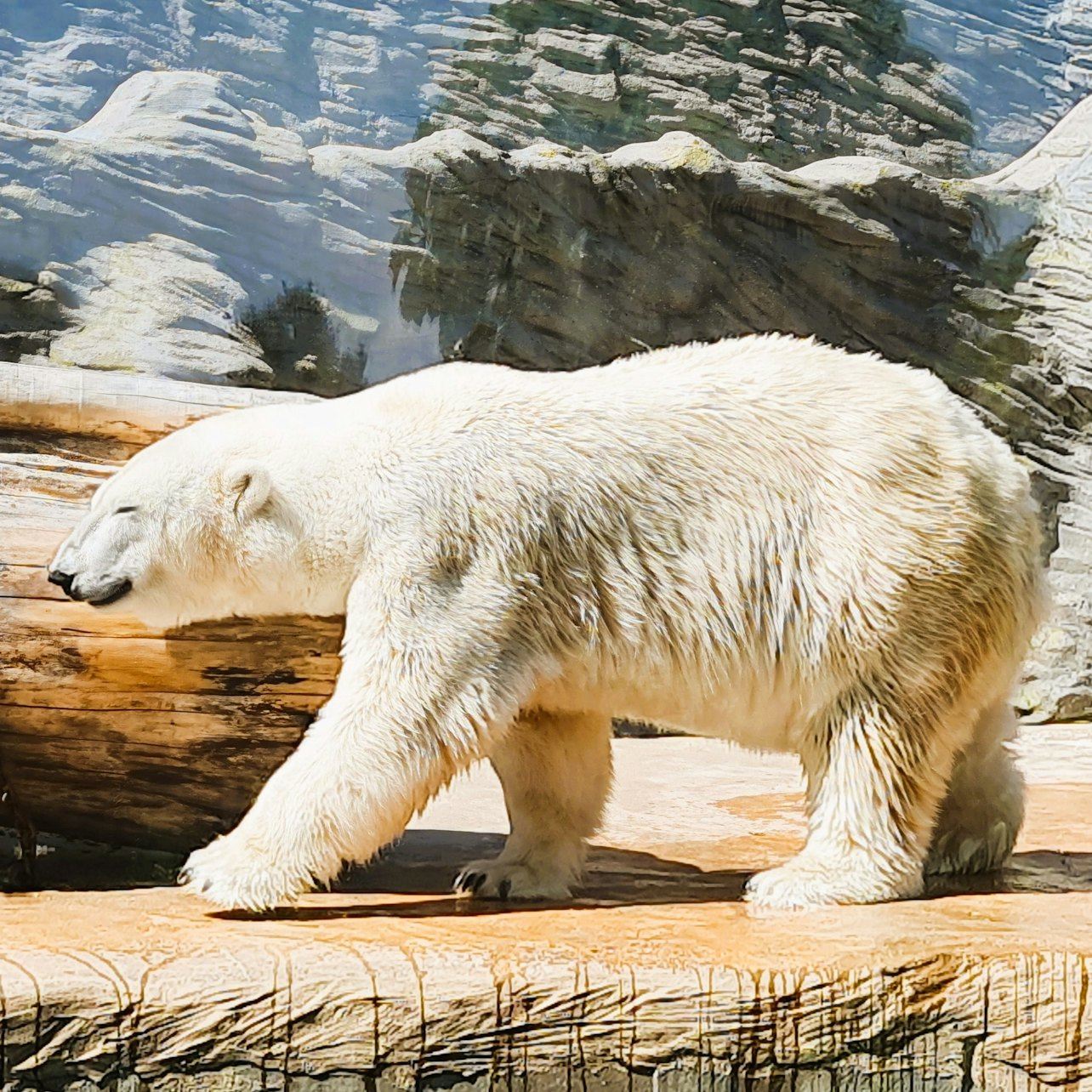 Zoo di Praga: biglietto d'ingresso + audioguida