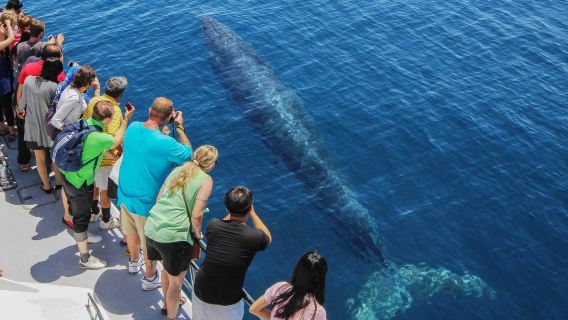 Auckland Hauraki Gulf Whale Watching and Dolphin Watching Cruise