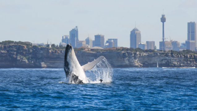 Sydney'de Balina Gözlem Fantasea Cruising Tekne Turu