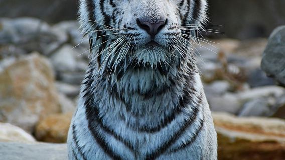 Barben Animal Park: Entry Ticket