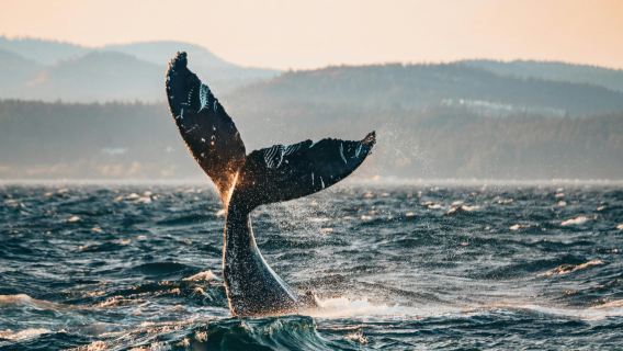 Half Day Whale Watching Tour from Vancouver